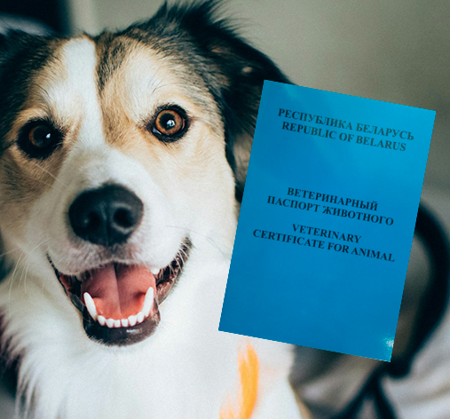 Как сделать ветеринарный паспорт для кошки или собаки