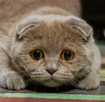 Почему у кота слезятся глаза