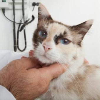Гипертиреоз у кошек: причины возникновения и лечение