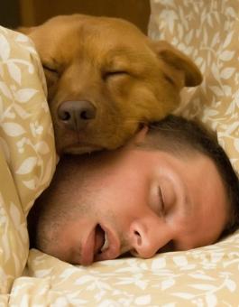 Почему собака храпит во время сна