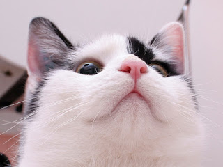О чем может рассказать кошачий нос?