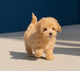 Первый поход со щенком к ветеринару: что ожидать?