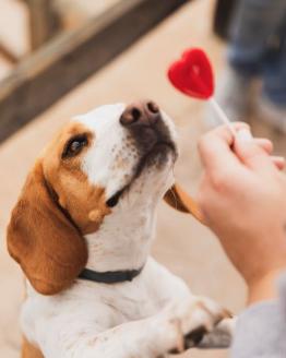 Инфаркт у собаки: как спасти жизнь питомцу