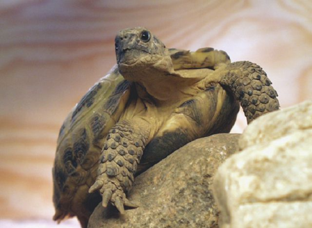 Особенности содержания сухопутных черепах в домашних условиях