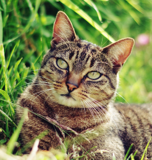 Пироплазмоз у кошек: симптомы и лечение