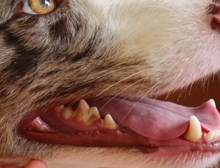 Воспаление десен у собак: причины и лечение