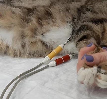 Как делают ЭКГ животным и когда это необходимо?