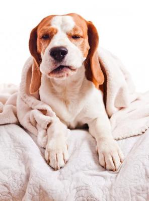 Вольерный кашель у собак: что такое, и чем опасен