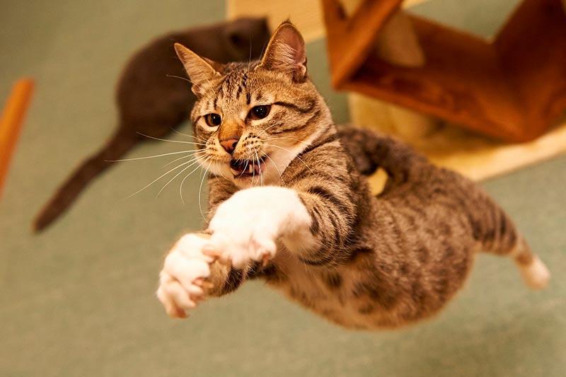 Вывихи у кошек: с какими проблемами могут столкнуться питомцы