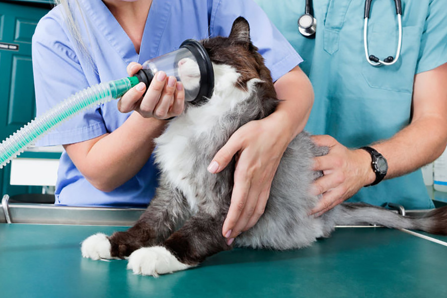 Оксигенотерапия домашних животных: показания, особенности