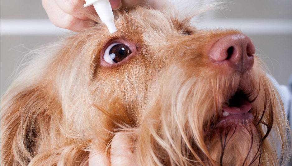 лечение конъюнктивита у собак