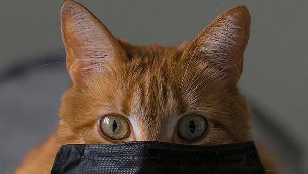 Коронавирус у котов и кошек: симптомы и лечение