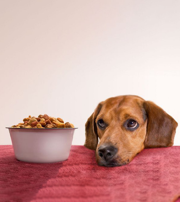 Запор у собак: причины и лечение