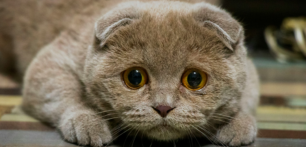 Почему у кота слезятся глаза