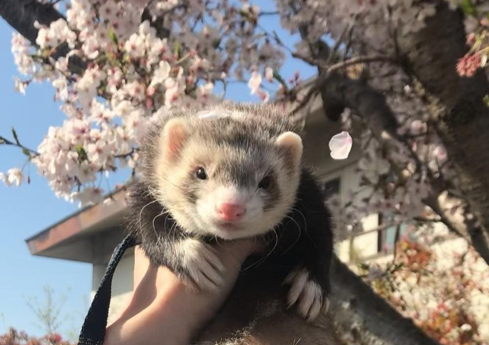 Особенности процесса линьки у хорьков