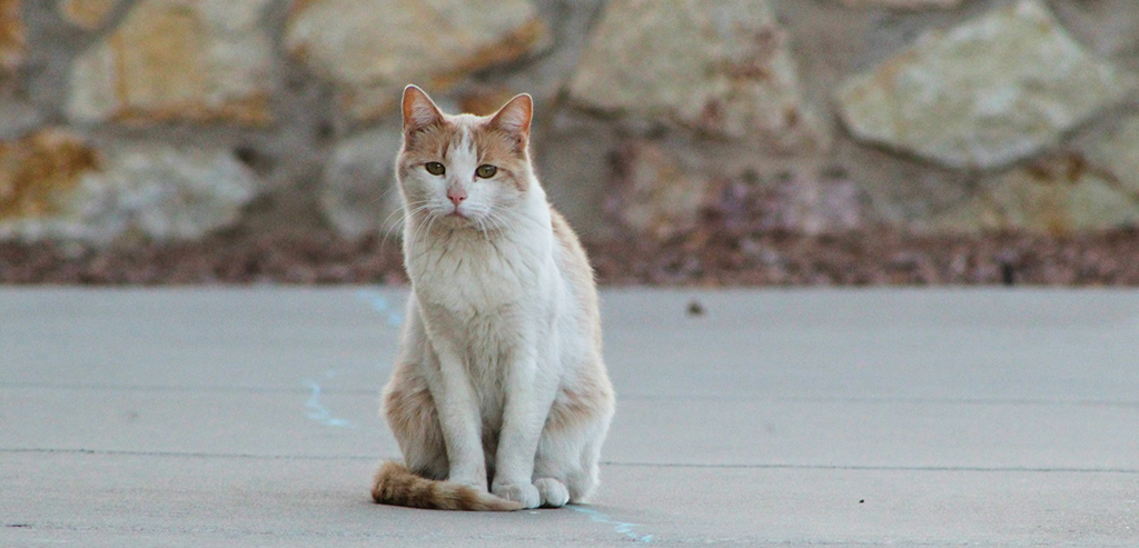 Основные причины и способы лечения запора у кошек