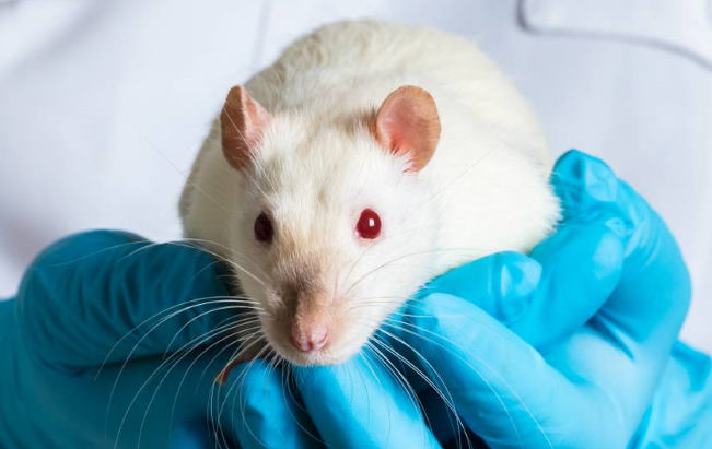 Лечение простуды у крыс