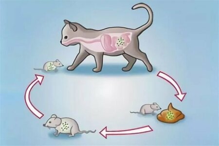 Токсоплазмоз у котов и кошек: симптомы и лечение