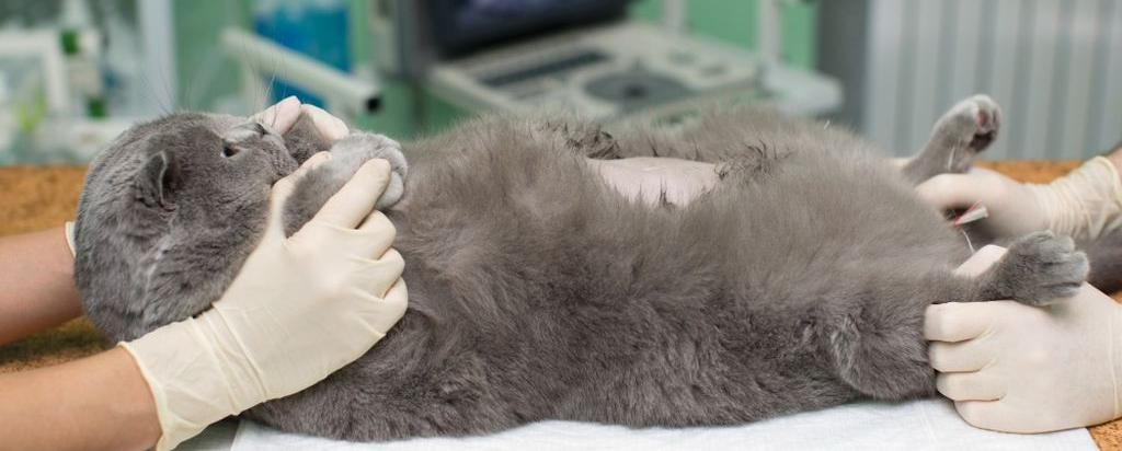 Пиометра у кошек: причины и симптомы заболевания, лечение и прогнозы