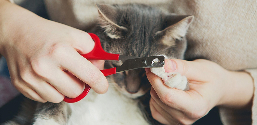 Как правильно подстричь когти кошке?
