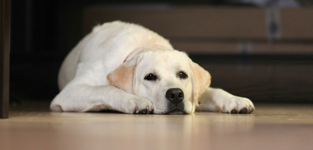 Защита собаки от глистов: зачем нужна дегельминтизация и как часто её проводить?