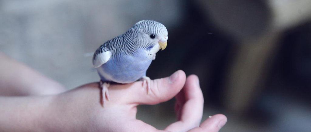 Как научить волнистого попугая говорить: причины молчания, советы по  обучению