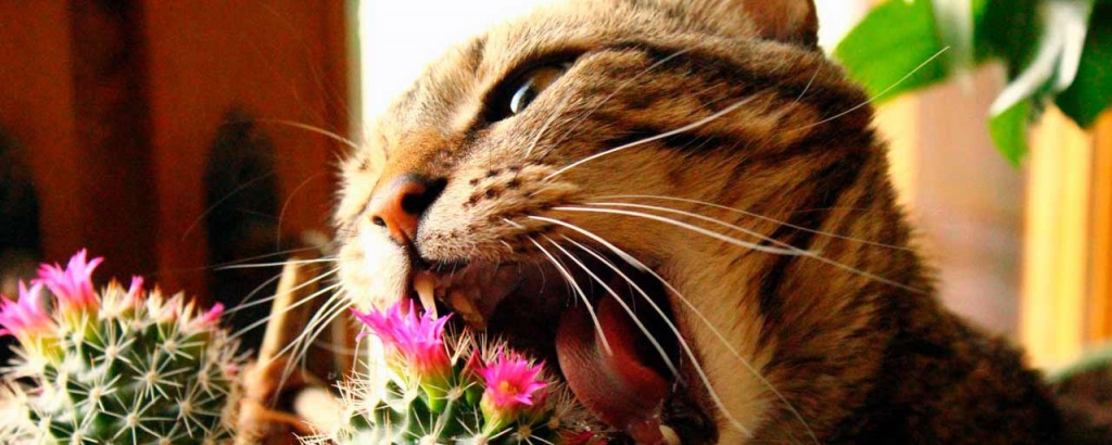 Кот ест комнатные растения