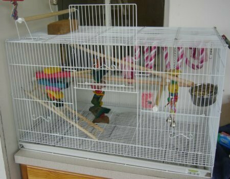 Волнистый попугай: содержание и уход в домашних условиях