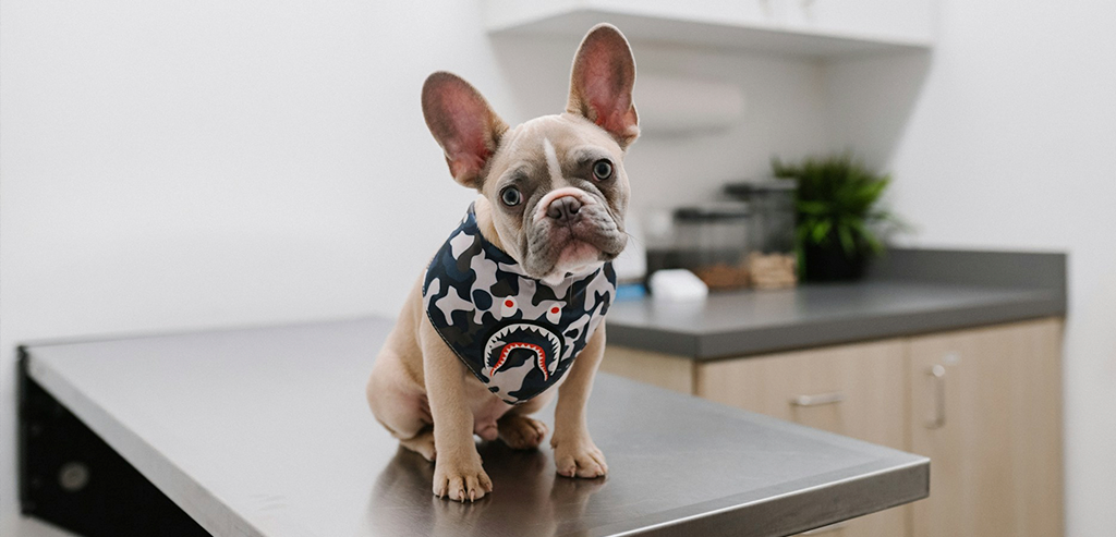 Как часто следует посещать ветеринарную клинику?