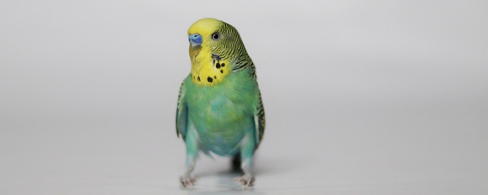 Лечение волнистых попугаев
