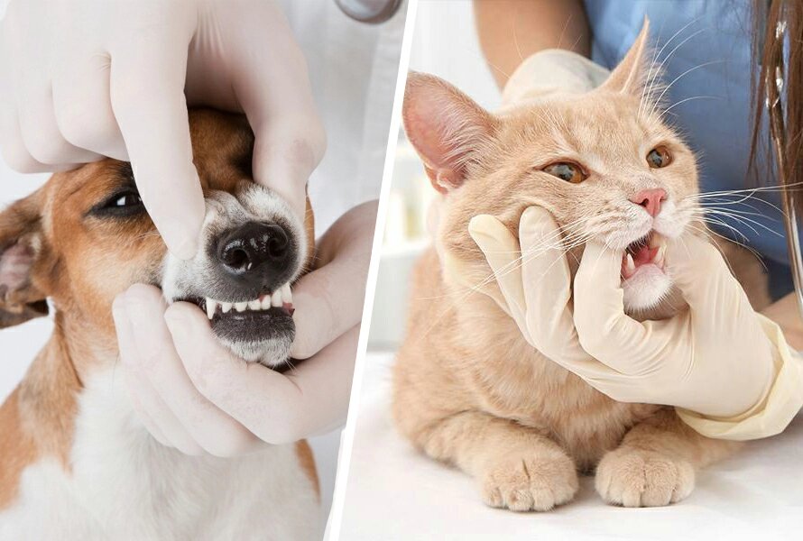 Особенности здоровья зубов у кошек и собак