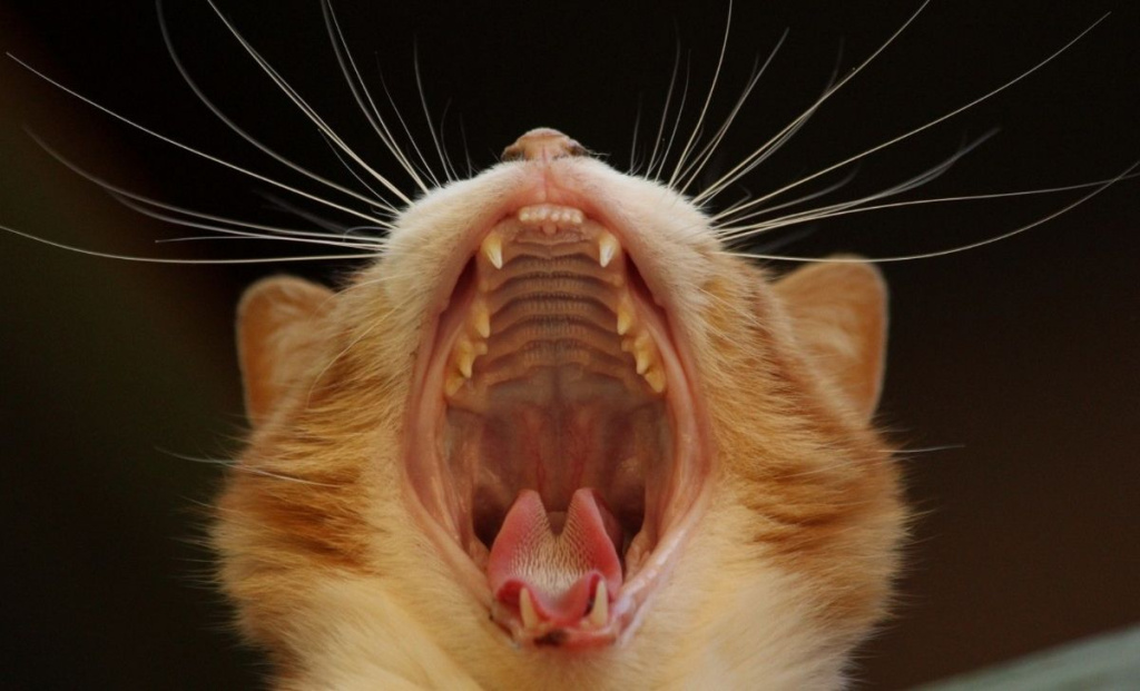Когда следует удалять зубы у котов