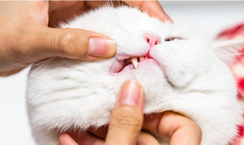 Когда следует удалять зубы у котов