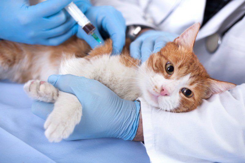 Вакцинация и чипирование домашних животных