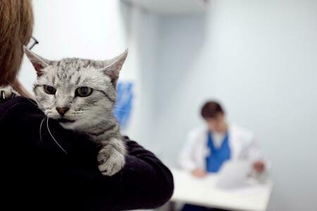 Кот на приеме у врача