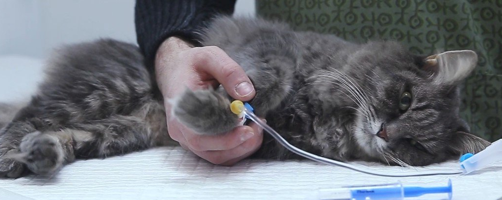 Цистит у кошек: причины, симптомы и лечение