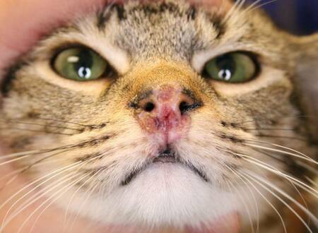 Кальцивироз у котов и кошек: причины, симптомы, лечение