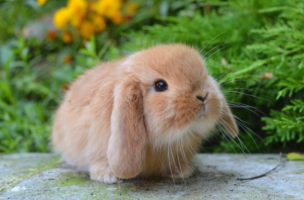 Основные болезни кроликов