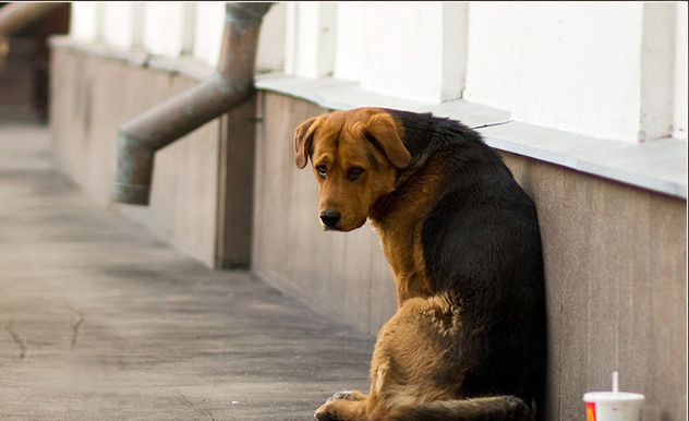 Как помочь бездомным животным