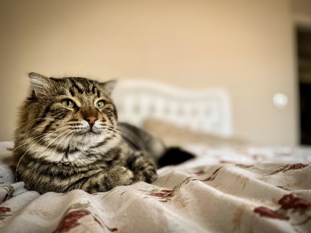 Коронавирус у котов и кошек: симптомы и лечение