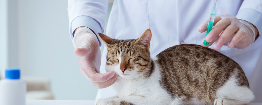 Инсульт у кота - причины, симптомы и лечение