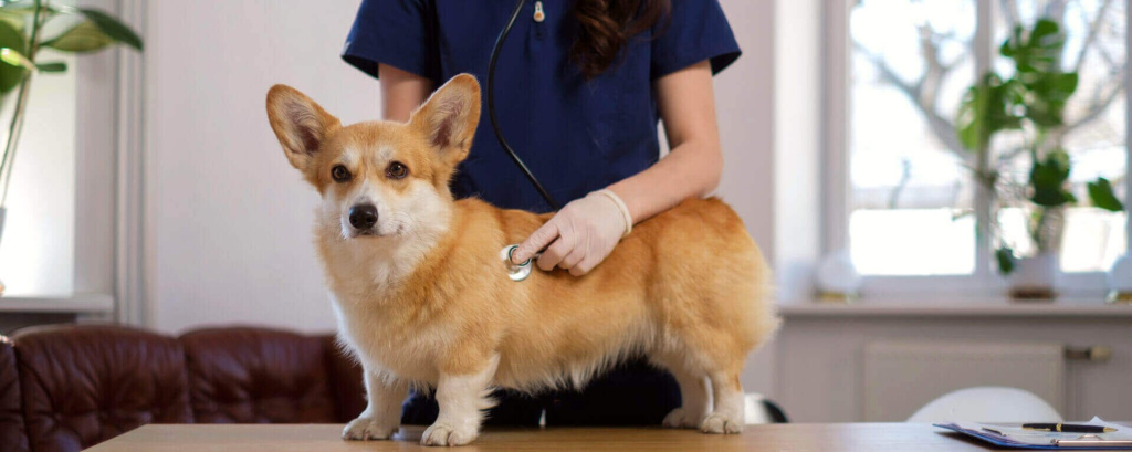 Когда делать прививки собакам и кошкам