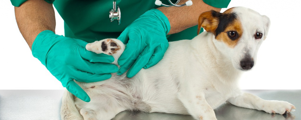 Ветеринар-ортопед и собака