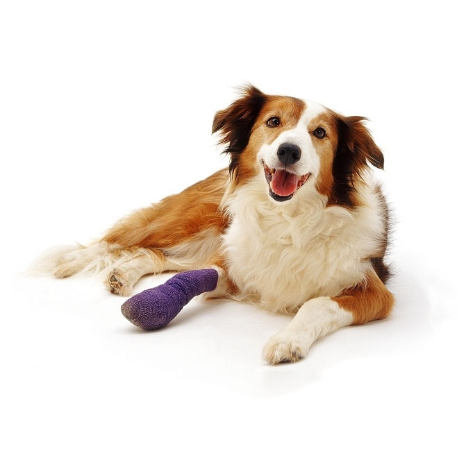 Как ветеринар помогает при хронической боли у животных