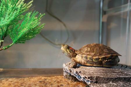 Красноухая черепаха: содержание в домашних условиях