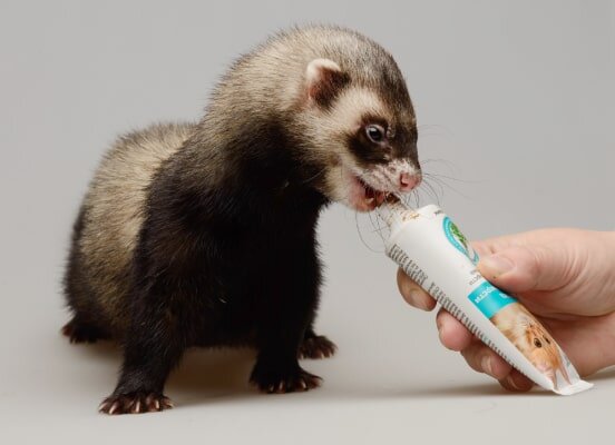 Особенности процесса линьки у хорьков