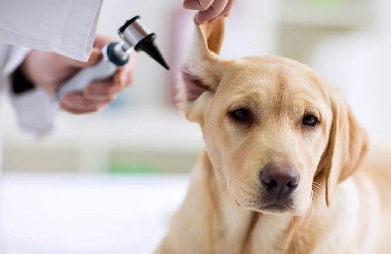 Как чистить уши котам и собакам: основные правила | Zoohub