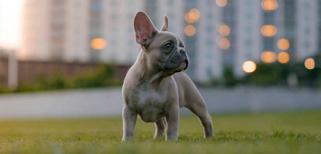 Запор у собак: причины и лечение