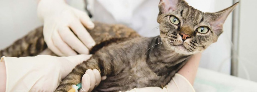 Капельница кошке (коту) в Минске - внутривенное введение лекарственных  средств