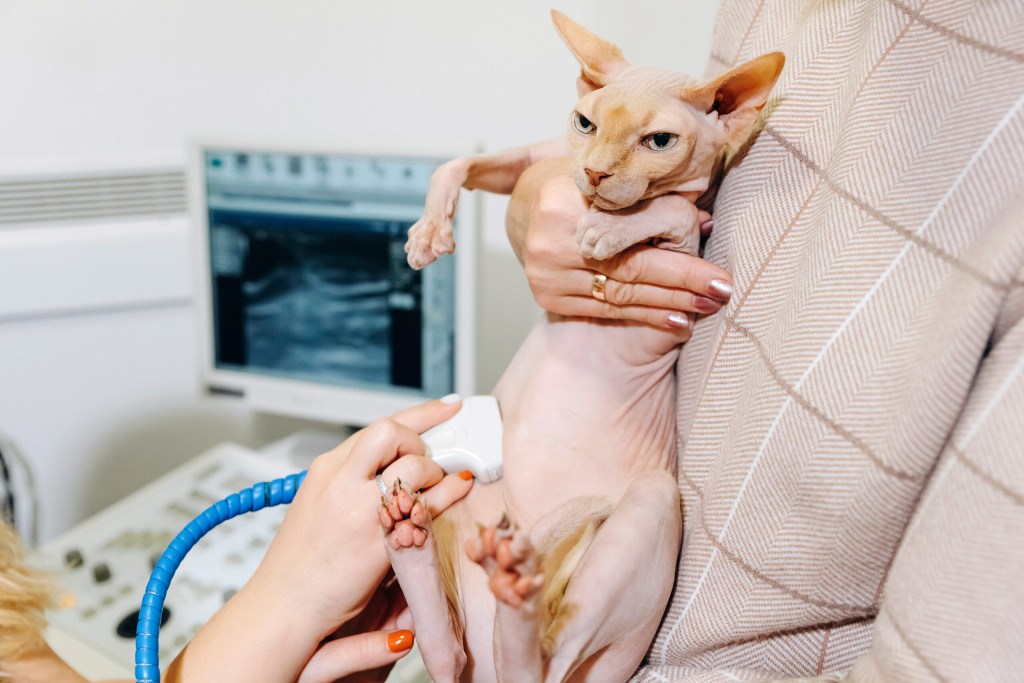 УЗИ в ветеринарии: диагностика беременности у кошек и собак